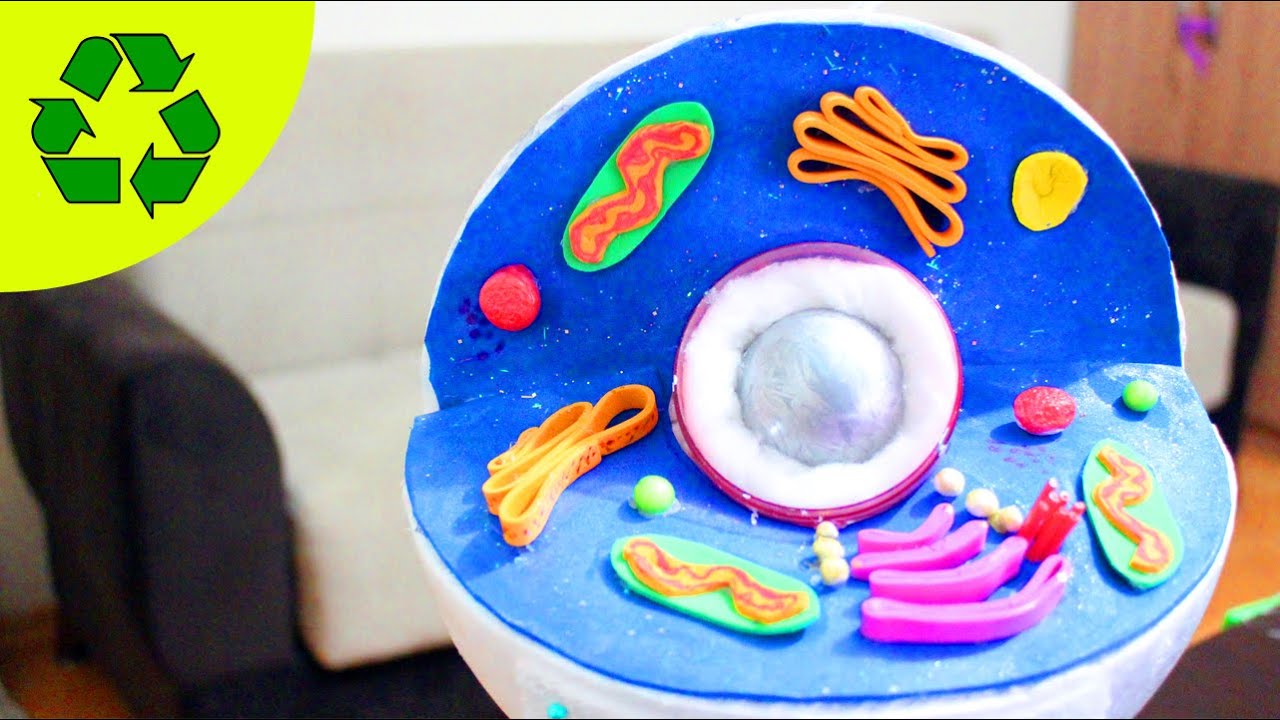 3d animal cell project materials